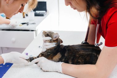 Modern bir veteriner kliniğinde safkan bir kedi muayene edilir ve masada tedavi edilir. Veteriner Kliniği