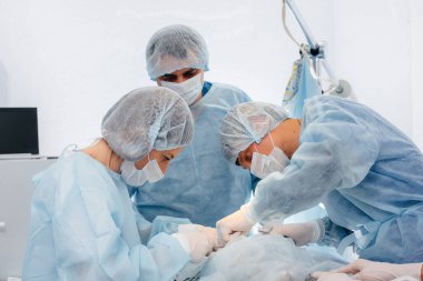 Modern bir veteriner kliniğinde, ameliyat masasında yakın plan bir hayvan üzerinde yapılır. Veteriner Kliniği