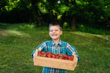 Küçük şirin bir çocuk büyük bir kutu olgun ve lezzetli çilekle ayakta duruyor. Hasat et. Olgun çilekler. Doğal ve lezzetli dut.