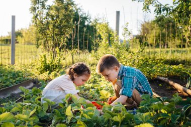 Sevimli ve mutlu küçük erkek ve kız kardeş anaokulu çağında güneşli bir yaz gününde bahçede olgun çilek toplayıp yiyorlar. Mutlu bir çocukluk. Sağlıklı ve çevre dostu mahsul