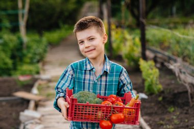 Küçük bir çocuk gün batımında bahçede bir kutu olgun sebzeyle durup gülümsüyor. Tarım, hasat. Çevre dostu ürün
