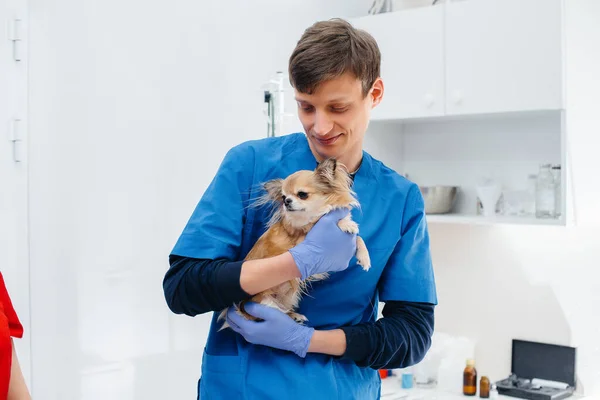 Een Moderne Dierenkliniek Wordt Een Volbloed Chihuahua Onderzocht Behandeld Tafel — Stockfoto