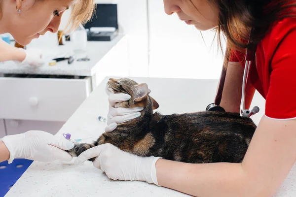 Uma Clínica Veterinária Moderna Gato Puro Sangue Examinado Tratado Mesa — Fotografia de Stock