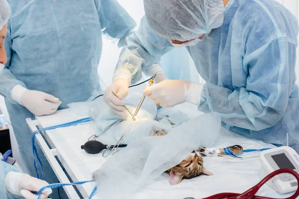 現代の獣医師診療所では 手術台の動物に手術が行われています 獣医診療所 — ストック写真