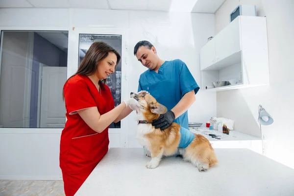Modern Bir Veteriner Kliniğinde Safkan Bir Corgi Köpeği Muayene Edilir — Stok fotoğraf