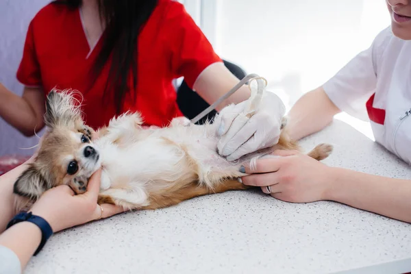 Uma Clínica Veterinária Moderna Ultra Som Chihuahua Puro Realizado Mesa — Fotografia de Stock
