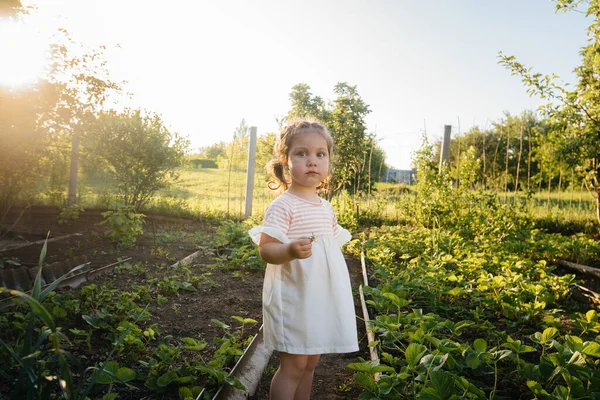 Uma Menina Pré Escolar Bonito Feliz Coleta Come Morangos Maduros — Fotografia de Stock