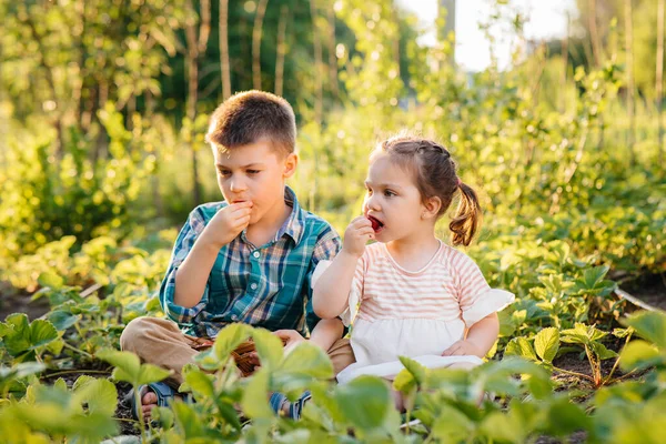 Cute Happy Little Brother Sister Preschool Age Collect Eat Ripe — Stock Photo, Image