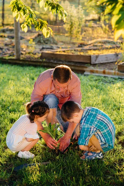 Irmãozinho Irmã Estão Plantando Mudas Com Seu Pai Belo Jardim — Fotografia de Stock