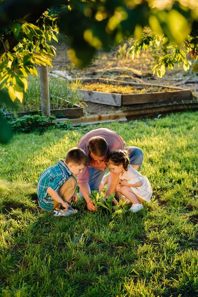 Little Brother Sister Planting Seedlings Father Beautiful Spring Garden Sunset — Stock Photo, Image