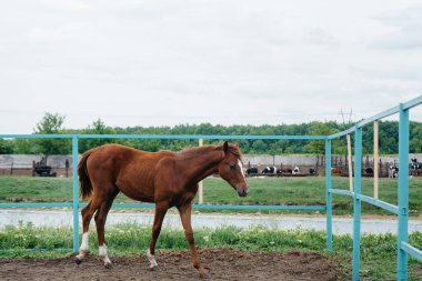 Çiftlikte güzel ve sağlıklı bir at gezdiriyorum. Hayvancılık ve at yetiştiriciliği.
