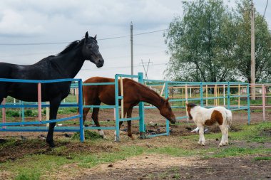 Güzel ve genç bir midilli kokluyor ve çiftlikteki yetişkin atlara ilgi gösteriyor. Hayvancılık ve at yetiştiriciliği.