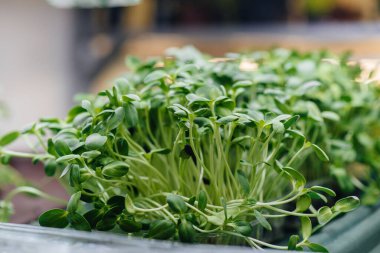 Serada sulu ve taze mikro yeşillik filizleri. Tohum yetiştirmek. Sağlıklı beslenme