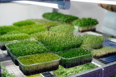 Serada sulu ve taze mikro yeşillik filizleri. Tohum yetiştirmek. Sağlıklı beslenme