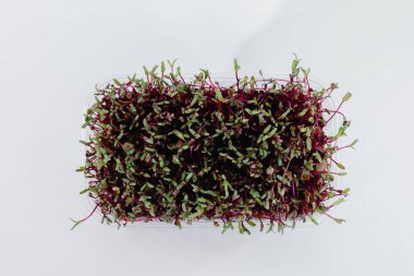 Topraklı bir tencerede beyaz bir arka planda mikro-yeşil pancar filizleri. Sağlıklı yemek ve yaşam tarzı