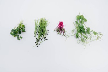 Mikro-yeşil filizler beyaz arka planda yakın plan ve boş alan. Sağlıklı yemek ve yaşam tarzı