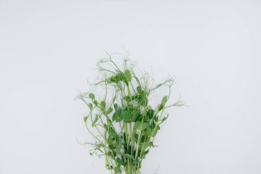 Mikro-yeşil filizler beyaz arka planda yakın plan ve boş alan. Sağlıklı yemek ve yaşam tarzı