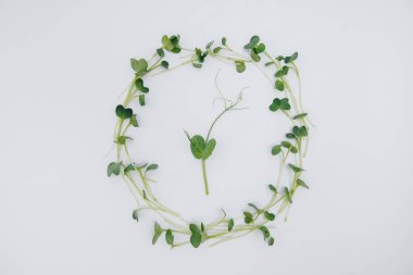 Mikro-yeşil filizler beyaz arka planda yakın plan ve boş alan. Sağlıklı yemek ve yaşam tarzı