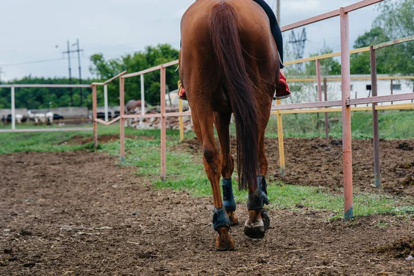 Una Ragazza Giovane Carina Sta Imparando Cavalcare Purosangue Mare Una — Foto Stock