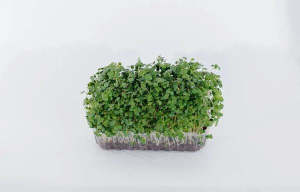 Micro Groene Mosterd Ontspruit Close Een Witte Achtergrond Een Pot — Stockfoto