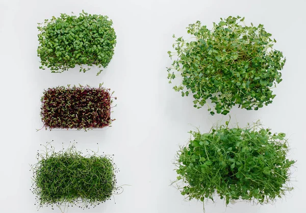 Verschillende Sudochki Kiemen Micro Greens Close Een Witte Achtergrond Gezonde — Stockfoto