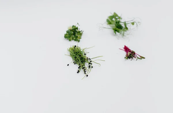 Micro Groene Spruiten Close Een Witte Achtergrond Met Vrije Ruimte — Stockfoto