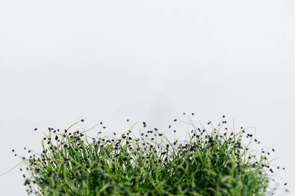 Micro Groene Ontspruit Close Een Witte Achtergrond Een Pot Met — Stockfoto