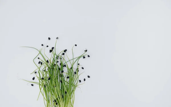 Micro Groene Spruiten Close Een Witte Achtergrond Met Vrije Ruimte — Stockfoto