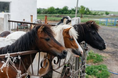 Çiftlikteki meraklı midilliler çitin arkasından dışarı bakıyor. Tarım ve hayvancılık.