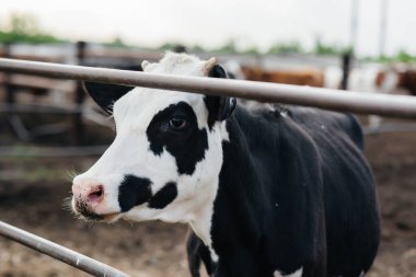 Endüstriyel bir çiftlikte süt üretimi için inek yetiştirmek. Sanayi çiftliği. Hayvancılık ve inek yetiştiriciliği.