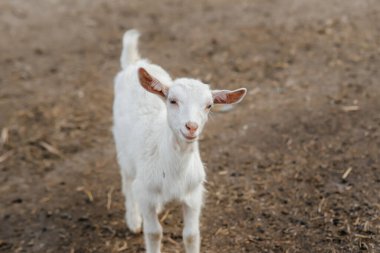 Çiftlikteki açık havada bir koyun ve keçi sürüsünü otlatmak. Sığır otlatma, hayvancılık. Sığır yetiştiriciliği