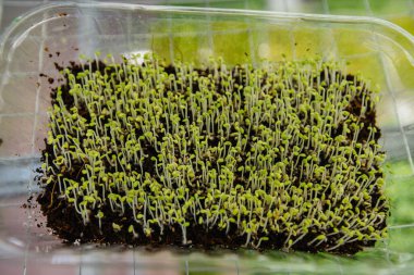 Serada sulu ve taze mikro yeşillik filizleri. Tohum yetiştirmek. Sağlıklı beslenme