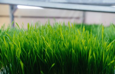 Serada sulu ve taze mikro yeşillik filizleri. Tohum yetiştirmek. Sağlıklı beslenme