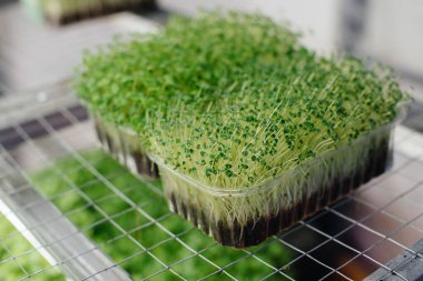 Serada sulu ve taze mikro yeşillik filizleri. Tohum yetiştirmek. Sağlıklı beslenme