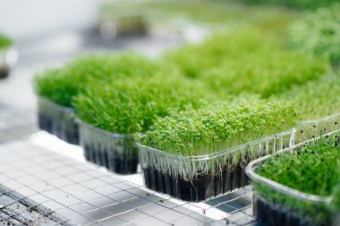 Serada sulu ve taze mikro yeşillik filizleri. Tohum yetiştirmek. Sağlıklı beslenme