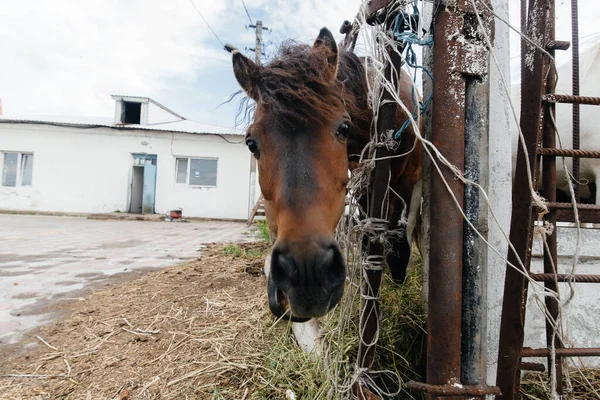 Különös Hazai Pónik Néznek Kerítés Mögül Mezőgazdaság Állattenyésztés — Stock Fotó