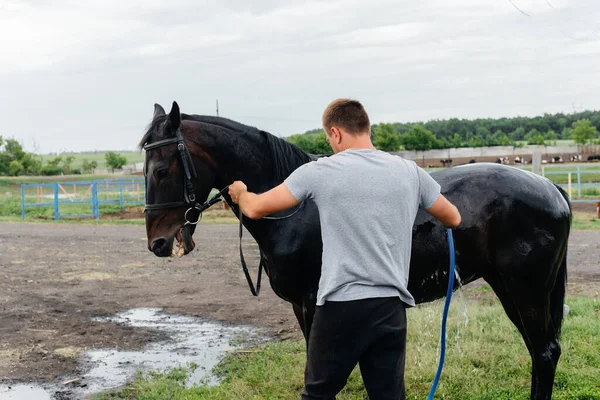 A young man washes a thoroughbred horse with a hose on a summer day at the ranch. Animal husbandry, and horse breeding