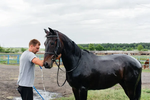 Jeune Homme Lave Cheval Pur Sang Avec Tuyau Jour Été — Photo