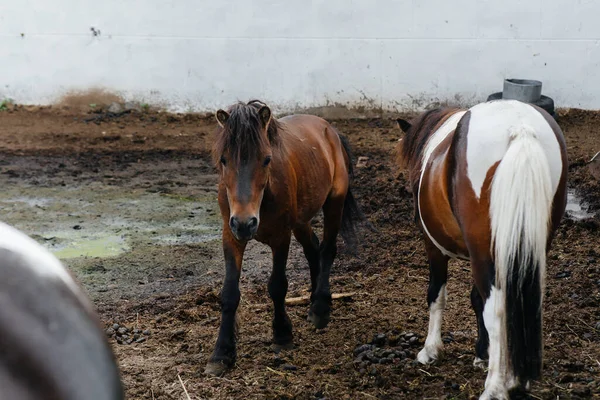 Póneis Domésticos Curiosos Rancho Olham Por Trás Cerca Agricultura Criação — Fotografia de Stock