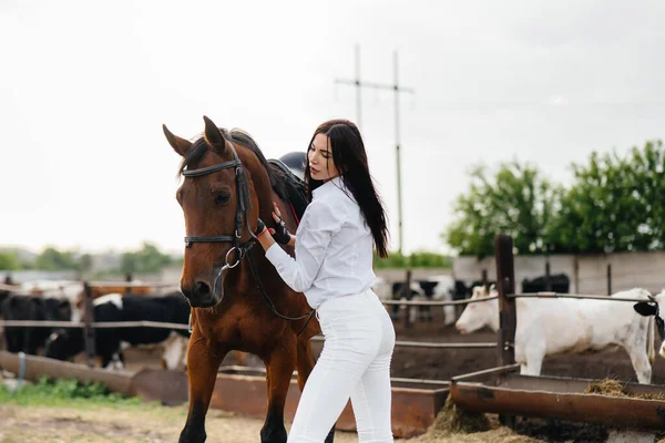 Une Jeune Jolie Cavalière Pose Près Étalon Pur Sang Dans — Photo