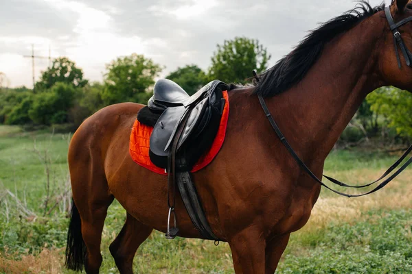 Hermoso Caballo Bien Arreglado Equipo Completo Pastando Una Granja Entre —  Fotos de Stock