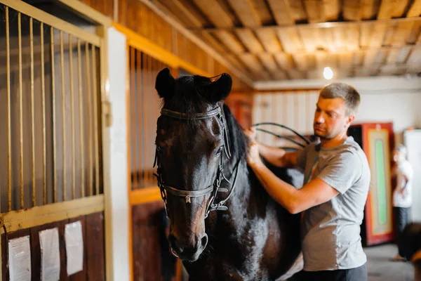 农场的马厩里有一匹纯种马 畜牧业和纯种马的饲养 — 图库照片