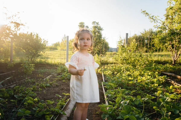 Uma Menina Pré Escolar Bonito Feliz Coleta Come Morangos Maduros — Fotografia de Stock