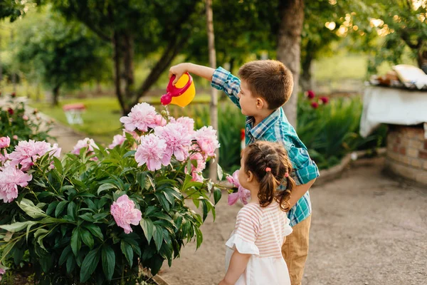 Little Boy His Sister Watering Beautiful Pink Peony Flowers Sunset — Stock Photo, Image