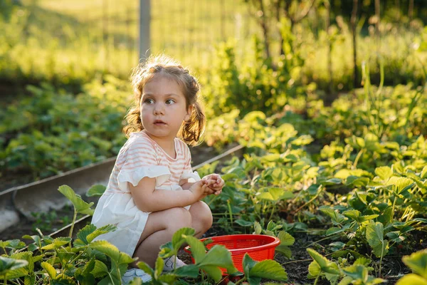 Una Linda Feliz Niña Preescolar Recoge Come Fresas Maduras Jardín —  Fotos de Stock