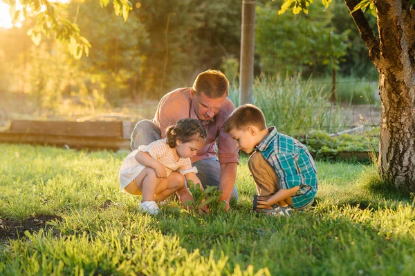 Little Brother Sister Planting Seedlings Father Beautiful Spring Garden Sunset — Stock Photo, Image