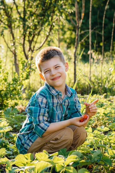 可愛くて幸せな就学前の少年は 日没の夏の日に庭で熟したイチゴを収集して食べます 幸せな子供時代 健康で環境に優しい作物 — ストック写真