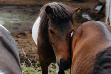 Çiftlikteki meraklı midilliler çitin arkasından dışarı bakıyor. Tarım ve hayvancılık.