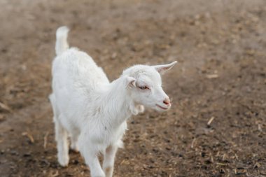 Çiftlikteki açık havada bir koyun ve keçi sürüsünü otlatmak. Sığır otlatma, hayvancılık. Sığır yetiştiriciliği