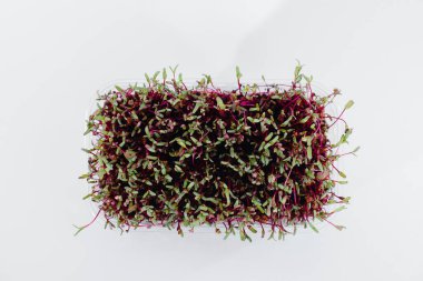 Topraklı bir tencerede beyaz bir arka planda mikro-yeşil pancar filizleri. Sağlıklı yemek ve yaşam tarzı